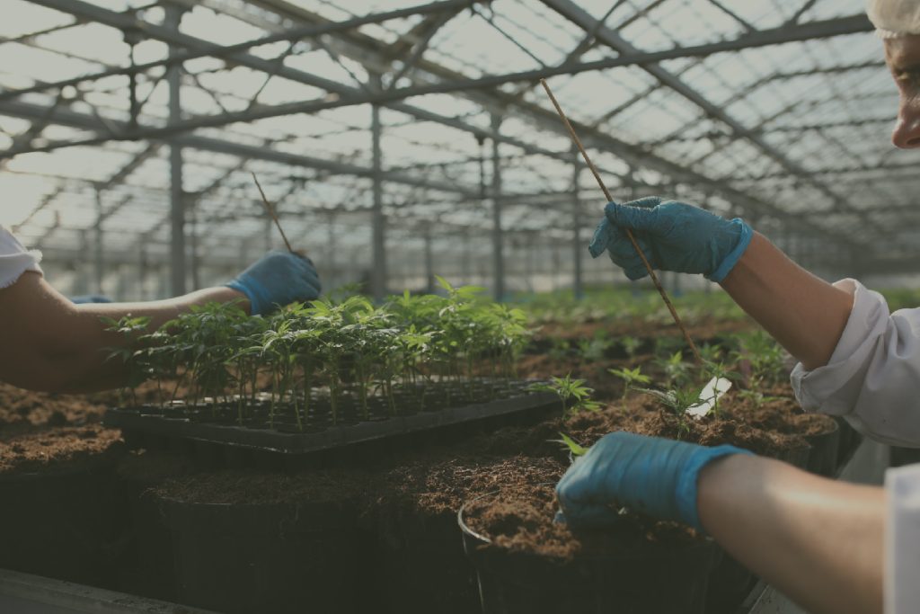 Dieses Bild zeigt einen Einblick in ein Glashaus indem Cannabispflanzen kultiviert werden. Zwei Frauen setzten gerade Stecklinge per Hand ein. Für die Hanfsamenöl Wirkung ist ein Bio Anbau mit viel Liebe zum Detail von klarem Vorteil.